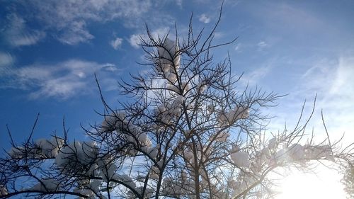 Low angle view of bare tree against sky