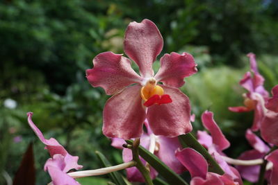 Close-up of pink flowering plant in park