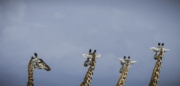 Low angle view of giraffes standing against sky