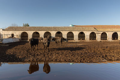 Buffaloes at by pond farm against clear sky