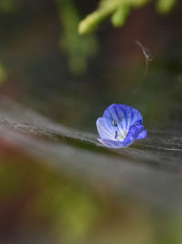 Close-up of blue flower