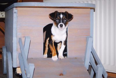 Portrait of dog on wood