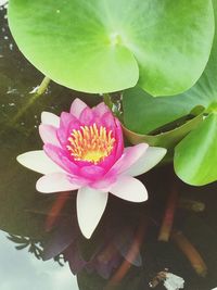 Close-up of lotus water lily in pond