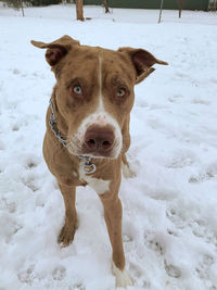 Portrait of dog on snow covered land