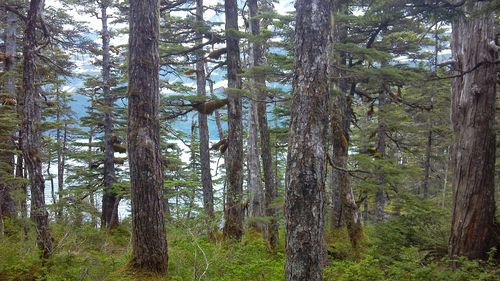 Trees in forest