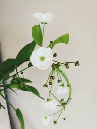 Close-up of white flowering plant