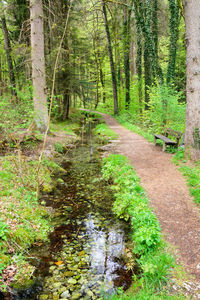 Stream flowing amidst trees in forest