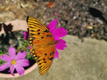 Butterfly pollinating on pink flower