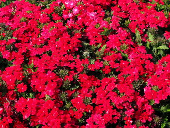 High angle view of pink flowering plants