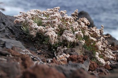Close-up of flowering plant on rock