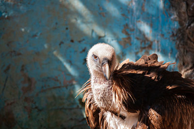 Close-up portrait of a bird