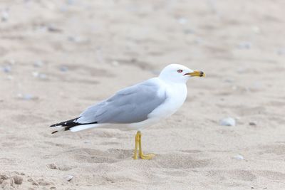 Close-up of seagull perching on sand