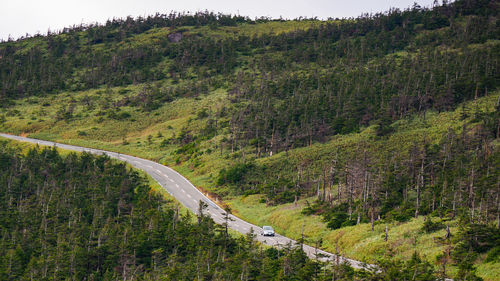 High angle view of road amidst trees in forest