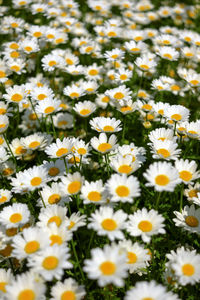 Close-up of white daisy flowers