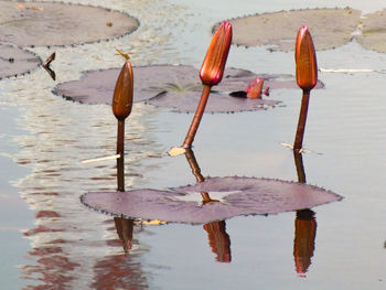 High angle view of ice floating on lake