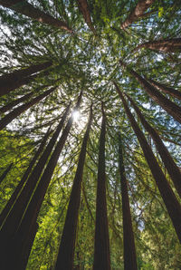 Low angle view of sunlight streaming through trees in forest