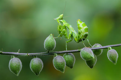 Close-up of green plant