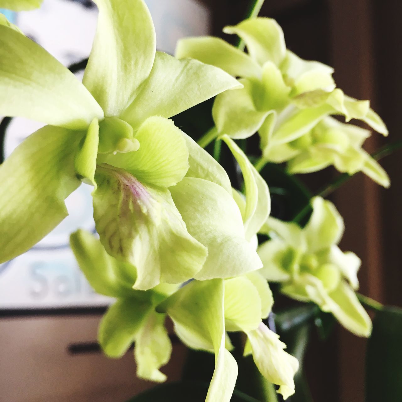 flower, freshness, petal, growth, fragility, close-up, focus on foreground, flower head, plant, beauty in nature, nature, white color, leaf, bud, stem, selective focus, green color, blooming, no people, botany, day, in bloom, blossom, growing, white, green, softness