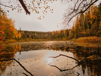 Scenic view of lake in forest during autumn