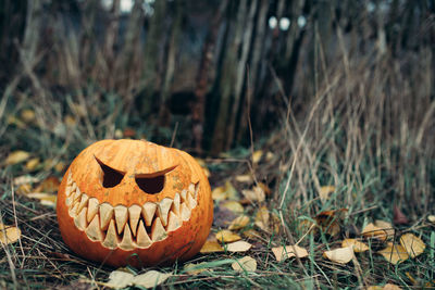 Jack o lantern on field in forest