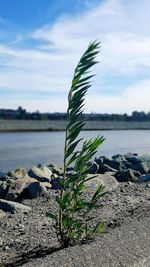 Close-up of plant by lake against sky