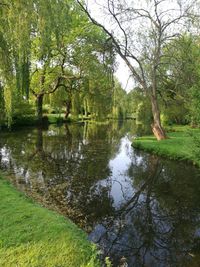 Reflection of trees in lake