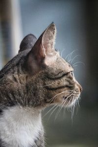 Close-up of a cat looking away