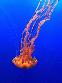 Sea nettle jellyfish swimming in blue sea