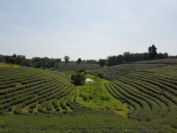 Scenic view of tea plantations against sky