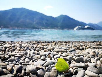 Butterfly on a pebble beach in perast, montenegro