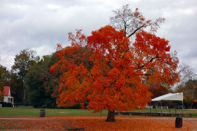 Close-up of red autumn tree against sky