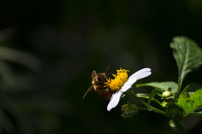 Close-up of bee pollinating on flower