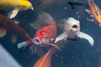 View of fish swimming in sea