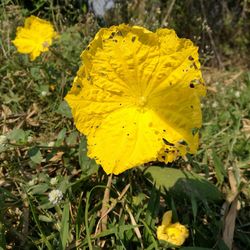 Close-up of yellow flower blooming in field