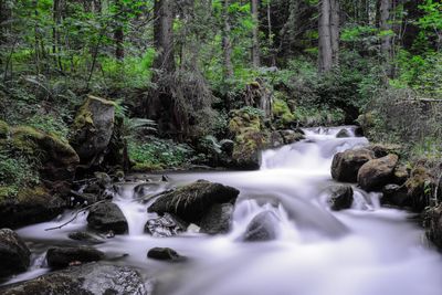 Scenic view of waterfall in forest