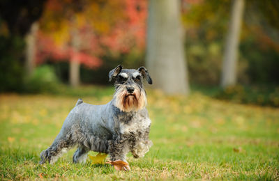 Dog standing on field