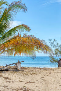 Palm trees on beach against sky