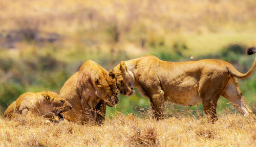  wild animal grazing on field