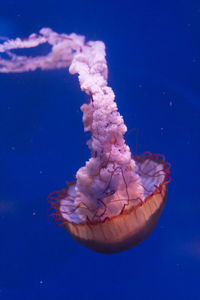 Close-up of jellyfish swimming in sea