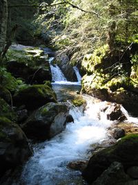 Stream flowing through rocks in forest