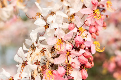 Close-up of pink cherry blossoms