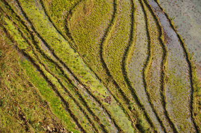 High angle view of rice terraced field during sunny day