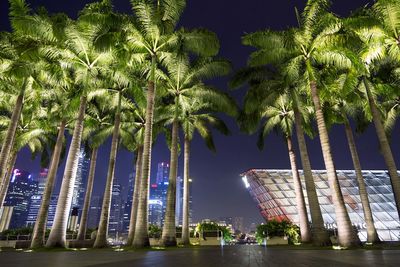 Trees in city at night