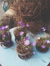 Close-up of potted plant