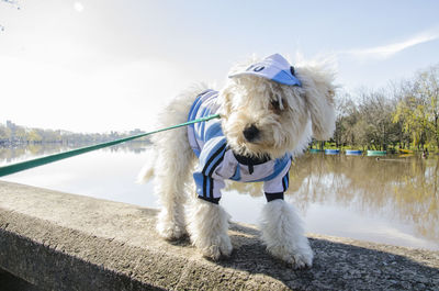 Portrait of dog with argentine t shirt