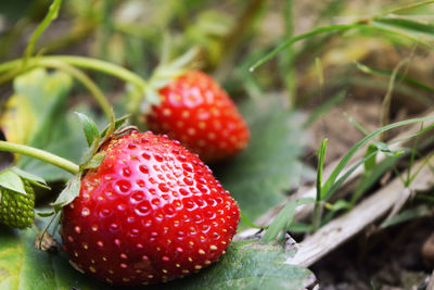 Close-up of strawberries growing on field