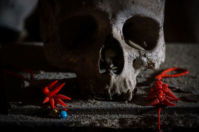 Close-up of animal skull