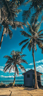 Tobacco caye island 