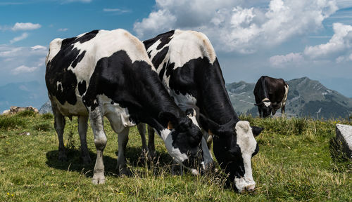 Cows standing on field against sky