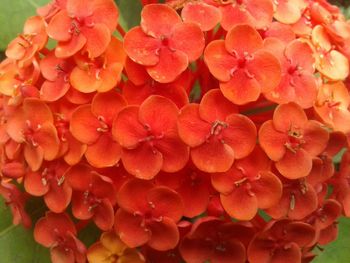 Close-up of pink flowers